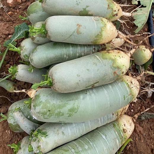 鸿翠园 有机绿萝卜 商品图4