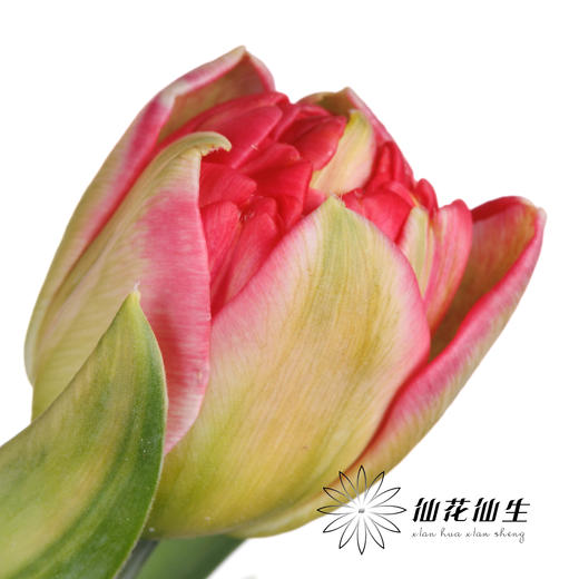 国产郁金香 | 红丝绒泡芙 商品图4