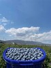丹东花香蓝莓 20mm+ 商品缩略图0