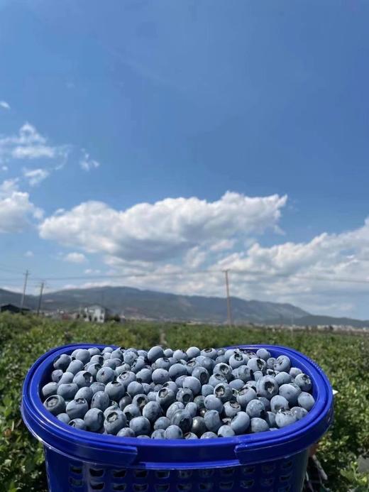 丹东花香蓝莓 20mm+ 商品图0