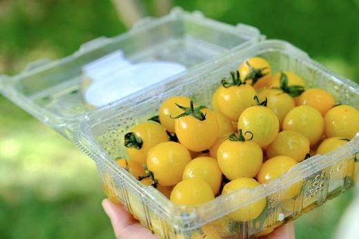 【黄色樱桃小番茄】口感正宗 酸甜多汁，果肉细腻，细腻的果肉咬一口，汁水四溢，夹杂着一丝丝酸味，回味香甜怡-CC 商品图10