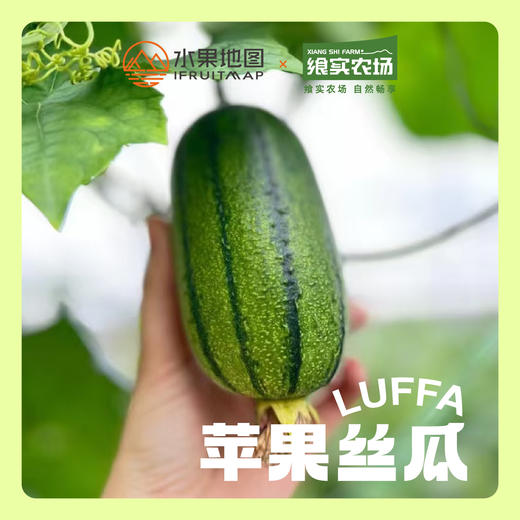 【苹果丝瓜】口感清爽，鲜美嫩滑，丝瓜味浓，源自中国宝岛台湾的稀奇新品种，营养丰富 商品图0