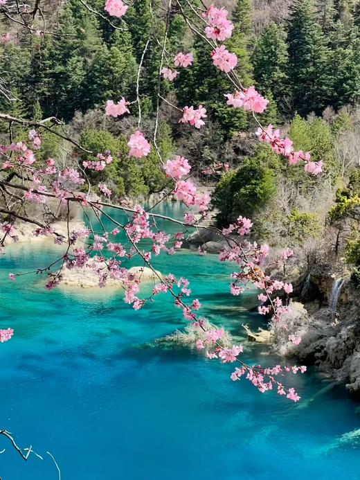 【五一华为专团】奢游成都+九寨+黄龙山水鉴赏5天4晚 商品图3