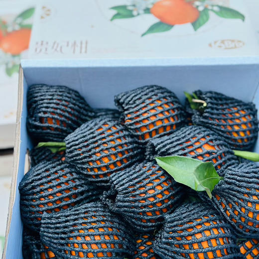 石家庄优选仓库速达，高山贵妃柑，皮薄多汁，果肉细腻，甜度高水汽大，柑橘香气浓郁，净重4.2斤左右礼盒装 商品图4