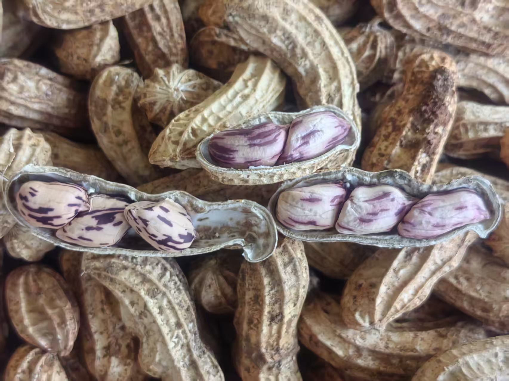 带壳七彩干花生🥜·云南农友雪梅