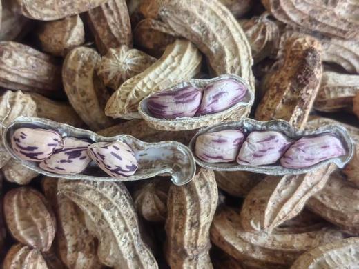 带壳七彩干花生🥜·云南农友雪梅 商品图0
