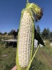 【北海道牛奶玉米】嘴里爆奶浆，掰开直接吃，似甘蔗甜、像春笋嫩，甜茡荠的香~清晨采摘，带叶真空锁鲜，顺丰直发 商品缩略图1