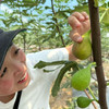 极客无花果•花香蜜丨新品种，软糯蜜甜，独特花香。树上自然成熟的无花果有的表皮会有黑斑，会有裂口和轻微破皮，剥皮后不影响食用，个别地区气温低，轻微受冻不在售后范围，介意勿拍。⭐️顺丰空运 商品缩略图2