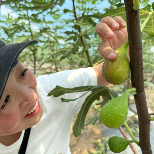 极客无花果•花香蜜丨新品种，软糯蜜甜，独特花香。树上自然成熟的无花果有的表皮会有黑斑，会有裂口和轻微破皮，剥皮后不影响食用，个别地区气温低，轻微受冻不在售后范围，介意勿拍。⭐️顺丰空运 商品图2