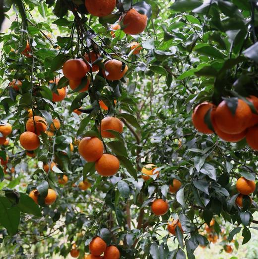 【巅果演义】花香蜜柑 咬一口就像在喝柑橘味果冻 商品图2