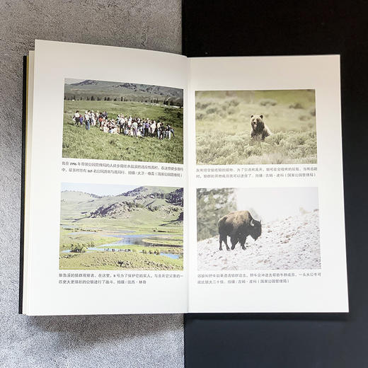 狼王四部曲 8号狼的崛起 21号狼的统治 302号狼的救赎 狼之女王 商品图4