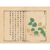 履巉岩本草 (南宋)王介 编绘 人参苗 蜂蜜草 大金星凤尾 红草花 马兰草 等 中医古籍医学书籍 9787515230696 中医古籍出版社 商品缩略图4