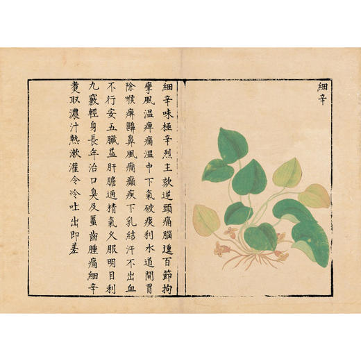 履巉岩本草 (南宋)王介 编绘 人参苗 蜂蜜草 大金星凤尾 红草花 马兰草 等 中医古籍医学书籍 9787515230696 中医古籍出版社 商品图4