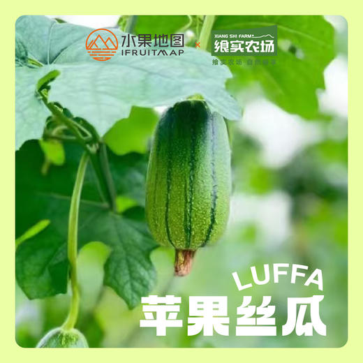 【苹果丝瓜】口感清爽，鲜美嫩滑，丝瓜味浓，源自中国宝岛台湾的稀奇新品种，营养丰富 商品图2