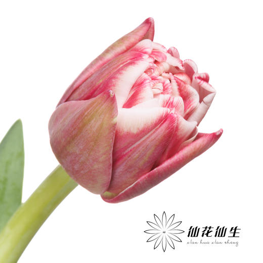 国产郁金香 | 樱桃千层酥 商品图1