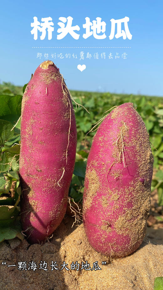 『海南桥头地瓜』新鲜采挖，粉糯细腻，红薯界的爱马仕 商品图6
