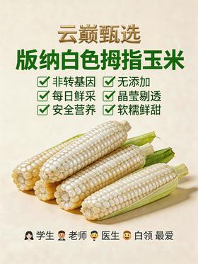 云巅甄选版纳拇指玉米