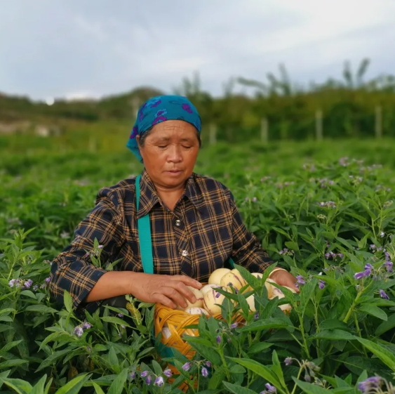 云南人参果，清甜多汁，肉质细腻，皮薄光滑，营养丰富，咬一口满手流汁，还伴随独特的清香