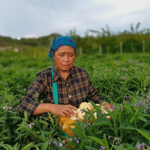 云南人参果，清甜多汁，肉质细腻，皮薄光滑，营养丰富，咬一口满手流汁，还伴随独特的清香 商品图0