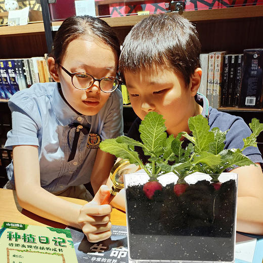 19.9秒❗️植物观察盒6种植物 山猫博士儿童植物观察窗 种子发芽生长宝宝种植迷你小盆栽幼儿绿植 商品图0