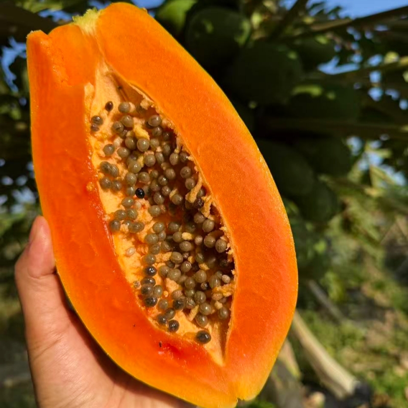 海南树上熟牛奶红心木瓜