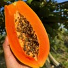 海南树上熟牛奶红心木瓜 商品缩略图0