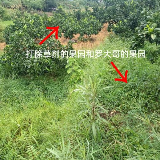 010脐橙果酱 天然果香 原料放心 不添加果胶防腐剂 放心吃 低温慢熬 酸甜可口 商品图9