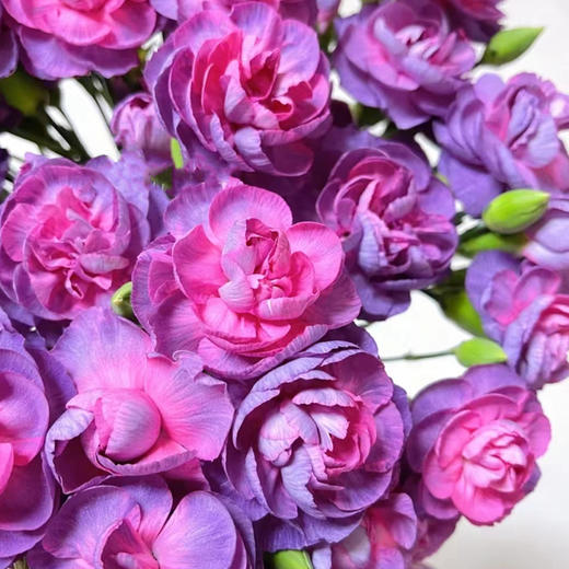 云南高原鲜切花康乃馨云南鲜花基地直发家用母亲节花束 商品图2