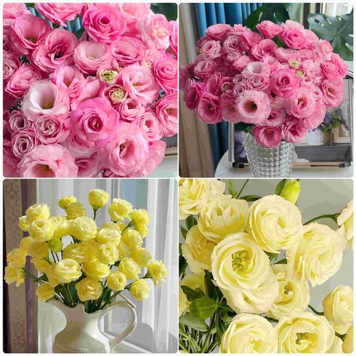【稀有洋桔梗.双倍满足】奶黄洋桔梗7-10朵+粉色系洋桔梗8-10朵/份 商品图0