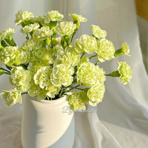 云南高原鲜切花康乃馨云南鲜花基地直发家用母亲节花束 商品图4