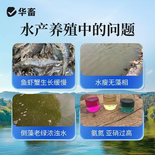 华畜肥水宝浓缩氨基酸肥水鱼虾蟹鱼塘低温肥水膏水产养殖硅藻肥水 商品图1
