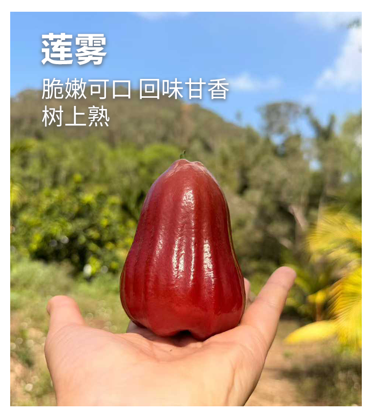 高山莲雾（黑金刚）/香水芭比莲雾丨高山生态种植，高熟度采摘，清甜多汁，风味浓郁⭐️顺丰空运