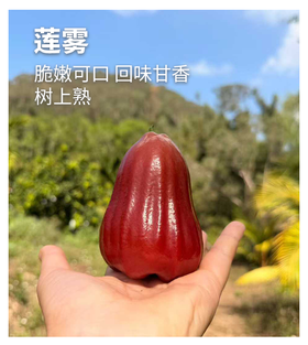高山莲雾（黑金刚）/香水芭比莲雾丨高山生态种植，高熟度采摘，清甜多汁，风味浓郁⭐️顺丰空运