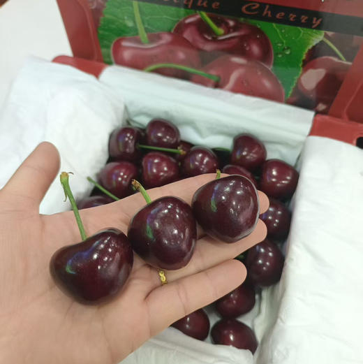 【特级甜美美早大樱桃来喽】产地极缺，外观好、有光泽、份量比较重、因为满足自然条件生长，果实饱满，且吃且珍惜👍清甜爽口 商品图2