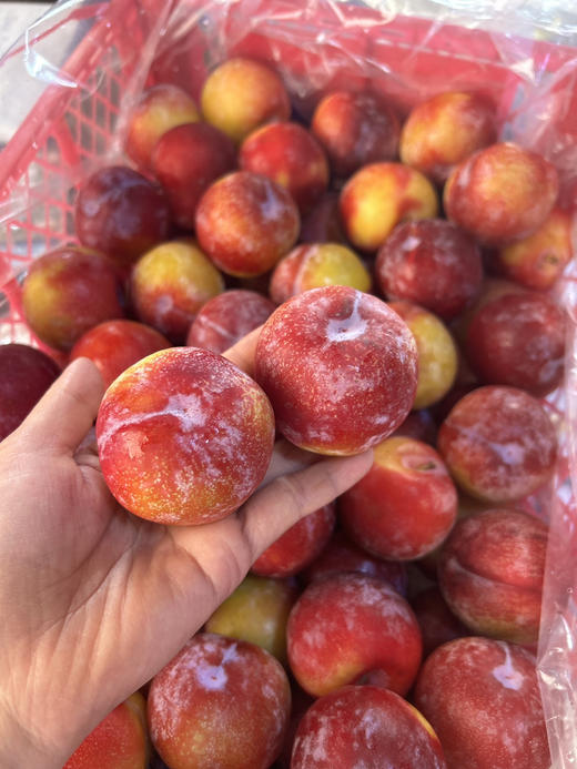 【宏丰精选】 太阳李，脆甜，籽小肉厚 爆汁，活动价19.8元一斤 商品图0