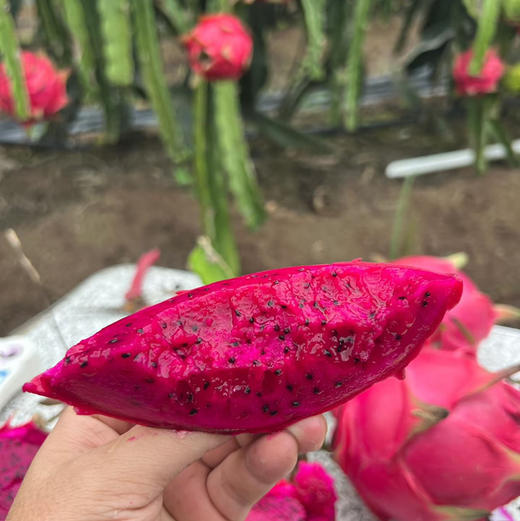 石家庄优选仓库速达，响鲜&红心火龙果，皮薄肉厚，甜蜜多汁，满满的花青素，口感与营养并存，净重5斤/3枚礼盒装 商品图6