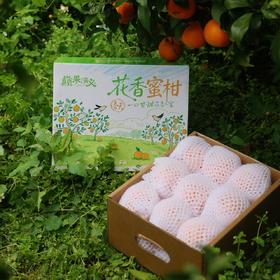 【巅果演义】花香蜜柑 咬一口就像在喝柑橘味果冻