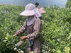 【会员54/斤】丹东花香蓝莓 果径20mm+ 商品缩略图3