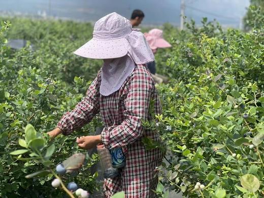 【会员54/斤】丹东花香蓝莓 果径20mm+ 商品图3