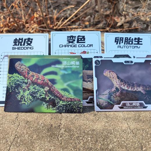 “中国蜥蜴图鉴【主题卡牌】” 爬友爬虫爱好者典藏 科普收藏卡 海峡书局【官方正版 48小时发货】 商品图3