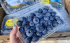 22➕怡颗莓的宝石蓝莓，颗颗饱满，一口一个巨过瘾 商品缩略图0
