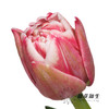 国产郁金香 | 樱桃千层酥 商品缩略图2