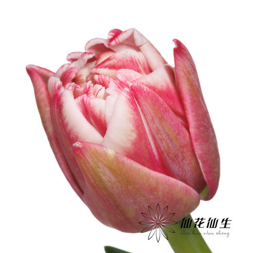 国产郁金香 | 樱桃千层酥 商品图2