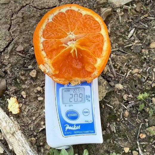 云南纯甜贵妃柑【净重约5斤】～纯甜，柑橘味特别浓，口感层次丰富，带蜂蜜的味道细品还有淡淡花香，果皮真的很薄啊，果肉清甜细腻化渣，放冰箱冰过后感觉更甜更好吃！ 商品图1