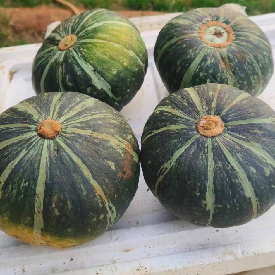 鸿翠园 有机绿南瓜