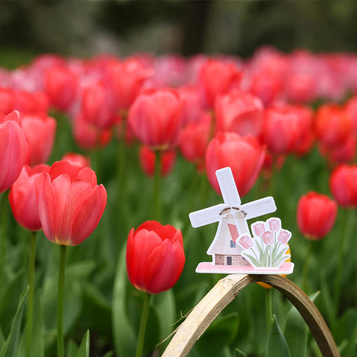 杭州西湖景区太子湾郁金香文创花展限定香氛卡立体造型香卡 商品图2