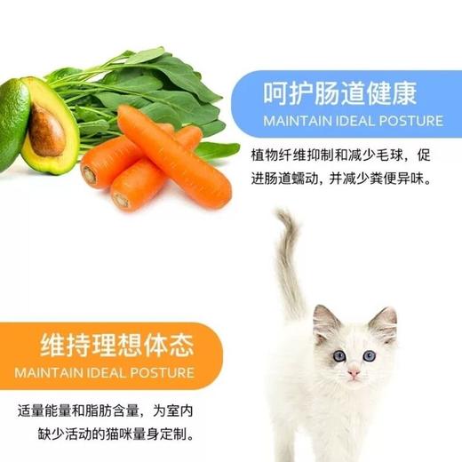 国产TEB!汤恩贝M系列猫粮赛级成幼猫咪美毛2kg/5.4kg无谷英短美短 商品图3