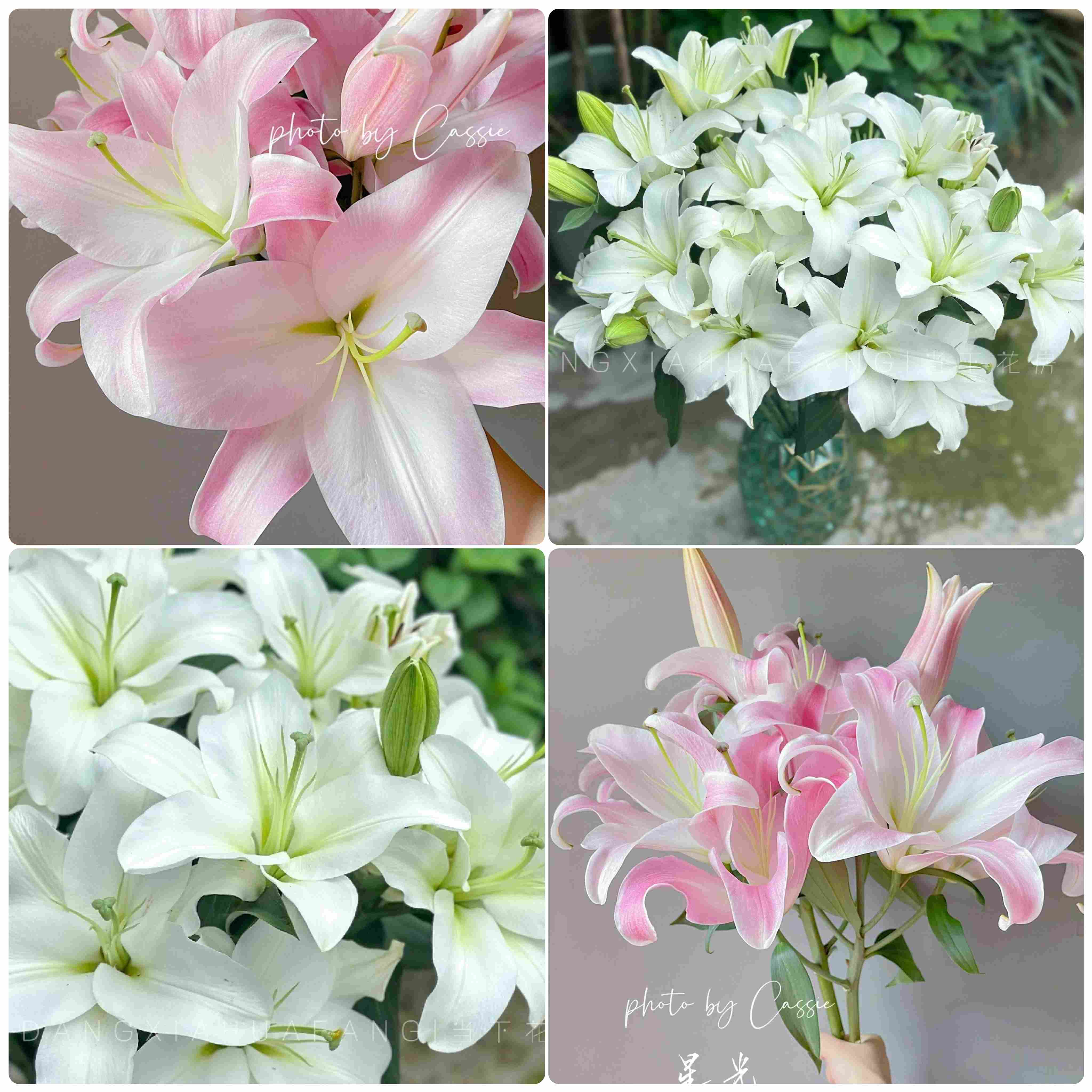 【都是大花苞！!】星光百合2头3支6朵+白天霸百合3头3支9朵