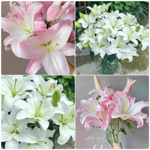 【都是大花苞！!】星光百合2头3支6朵+白天霸百合3头3支9朵 商品图0