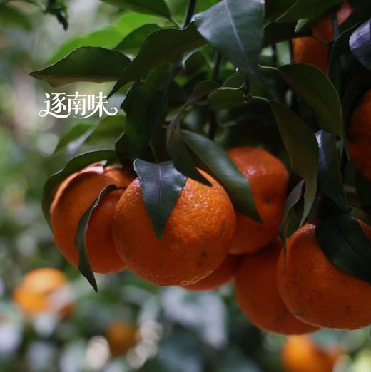 【巅果演义】花香蜜柑 咬一口就像在喝柑橘味果冻 商品图3